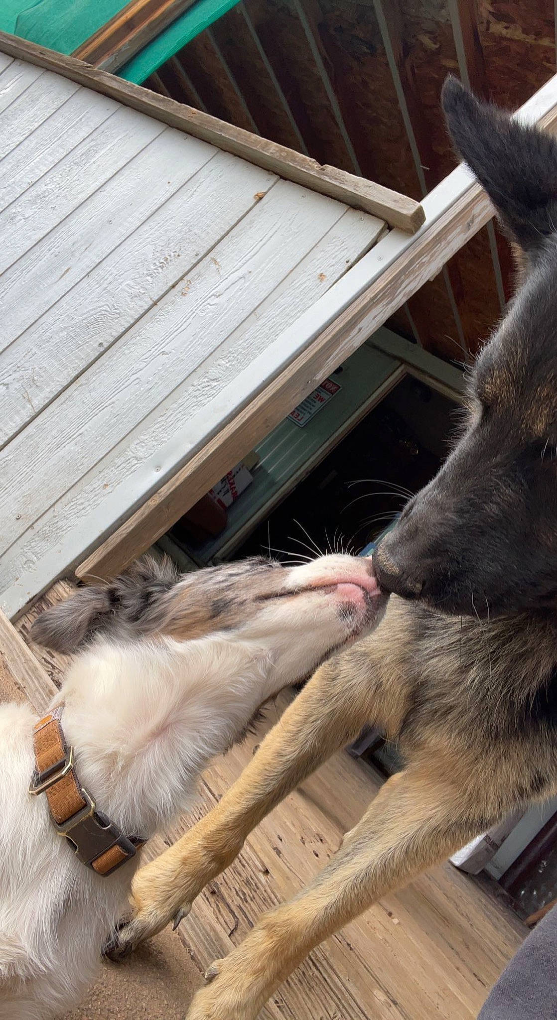 Cash is registered to the contest to win money with this photo: comfort, flesh, fur, hardwood, livestock, natural_material, terrestrial_animal, watch, wood, working_animal