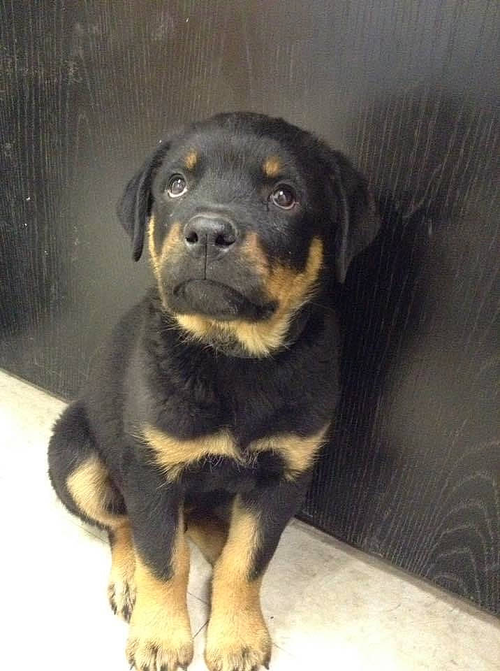 Chopper is registered to the contest to win money with this photo: beaglier, bored, canidae, carlin_pinscher, carnivore, companion_dog, dog, dog_breed, fur, rottweiler, snout, sporting_group, terrestrial_animal, whiskers, working_animal, working_dog