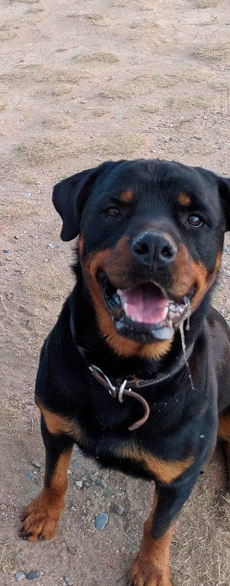 Chopper joined the competition — help win amazing prizes! borador, canidae, carnivore, collar, companion_dog, dog, dog_breed, dog_collar, electric_blue, fawn, fur, guard_dog, leash, pet_supply, rottweiler, snout, sporting_group, whiskers, working_animal, working_dog