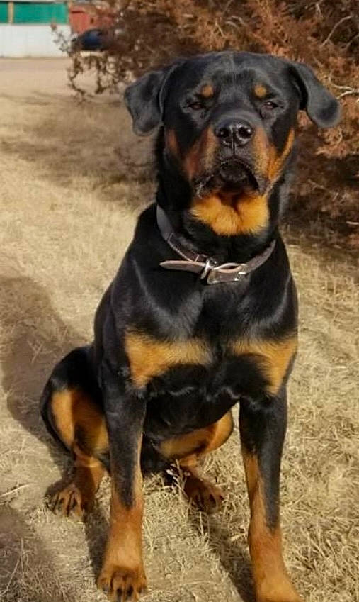 Chopper joined the competition — help win amazing prizes! austrian_black_and_tan_hound, beaglier, carnivore, collar, companion_dog, dog, dog_breed, guard_dog, hound, hunting_dog, plant, rottweiler, snout, sporting_group, terrestrial_animal, working_animal, working_dog