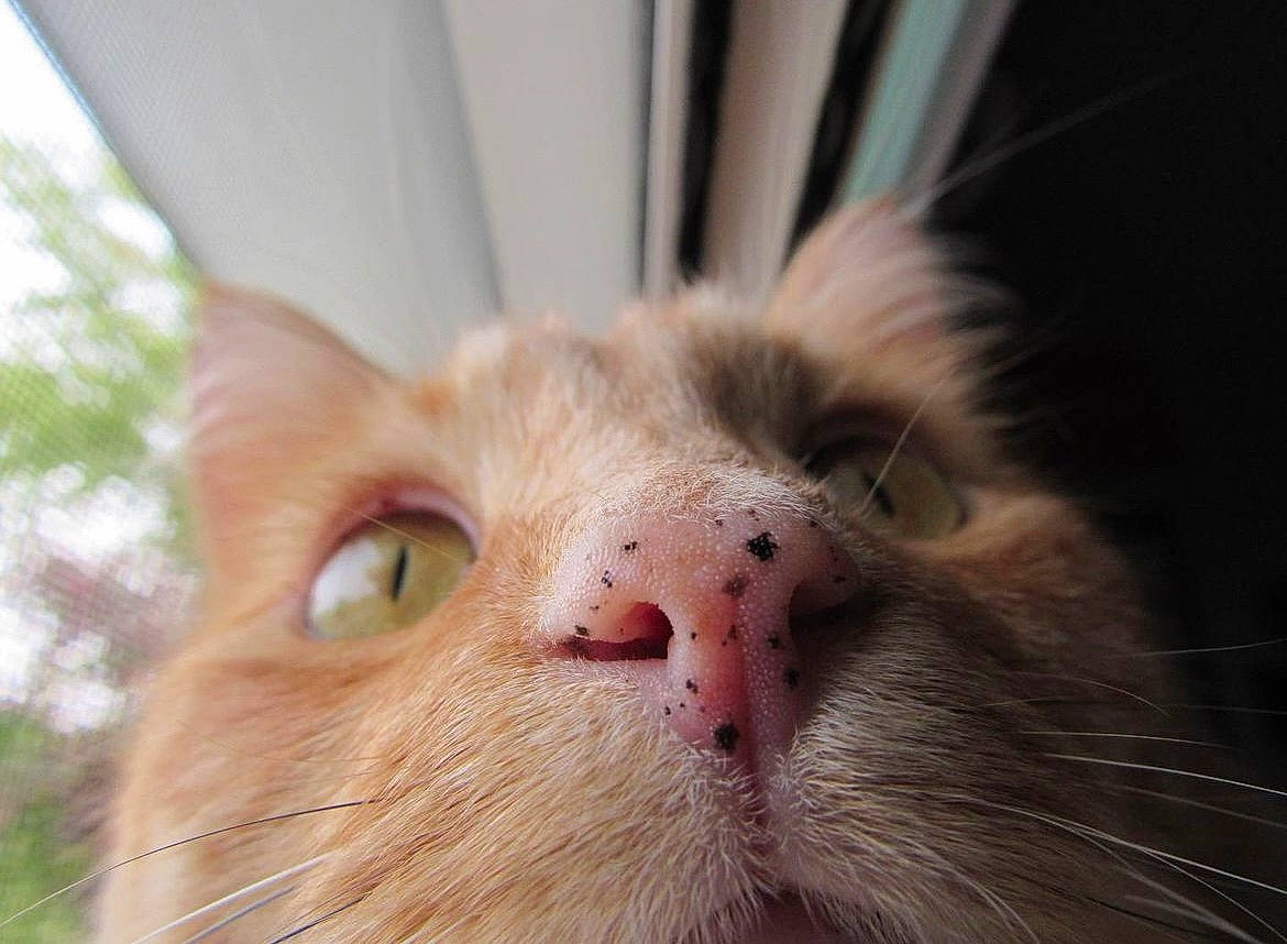 Lollipop joined the competition — help win amazing prizes! carnivore, cat, domestic_short_haired_cat, ear, fawn, felidae, fur, grass, plant, small_to_medium_sized_cats, terrestrial_animal, tree, whiskers, wildlife, wood