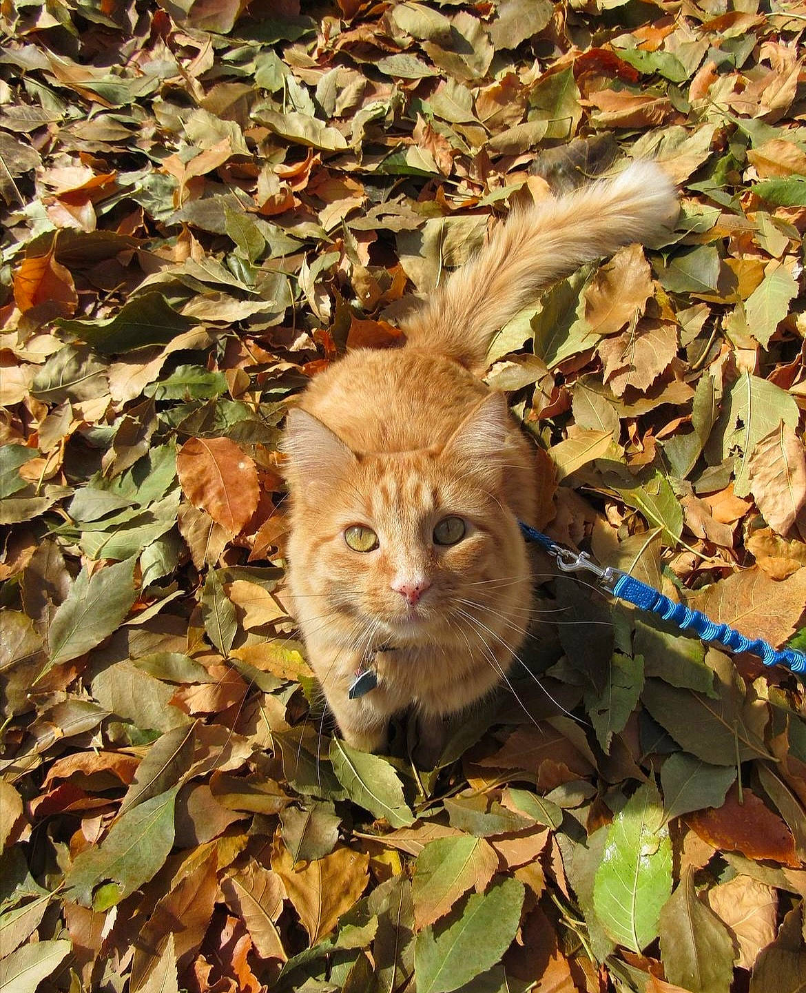 Lollipop is registered to the contest to win money with this photo: carnivore, cat, deciduous, domestic_short_haired_cat, fawn, felidae, fur, grass, groundcover, leaf, plant, small_to_medium_sized_cats, snout, tail, terrestrial_animal, tree, trunk, twig, whiskers, wood