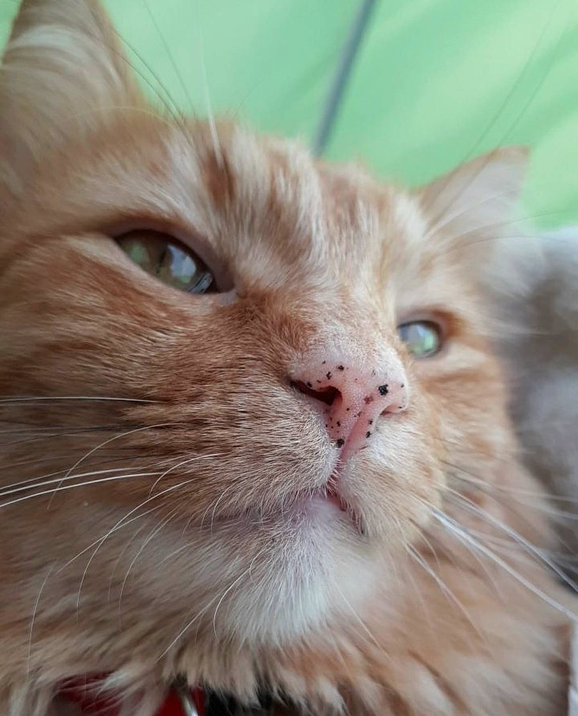 Lollipop joined the competition — help win amazing prizes! carnivore, cat, domestic_short_haired_cat, ear, eye, fawn, felidae, fur, iris, paw, small_to_medium_sized_cats, snout, terrestrial_animal, whiskers