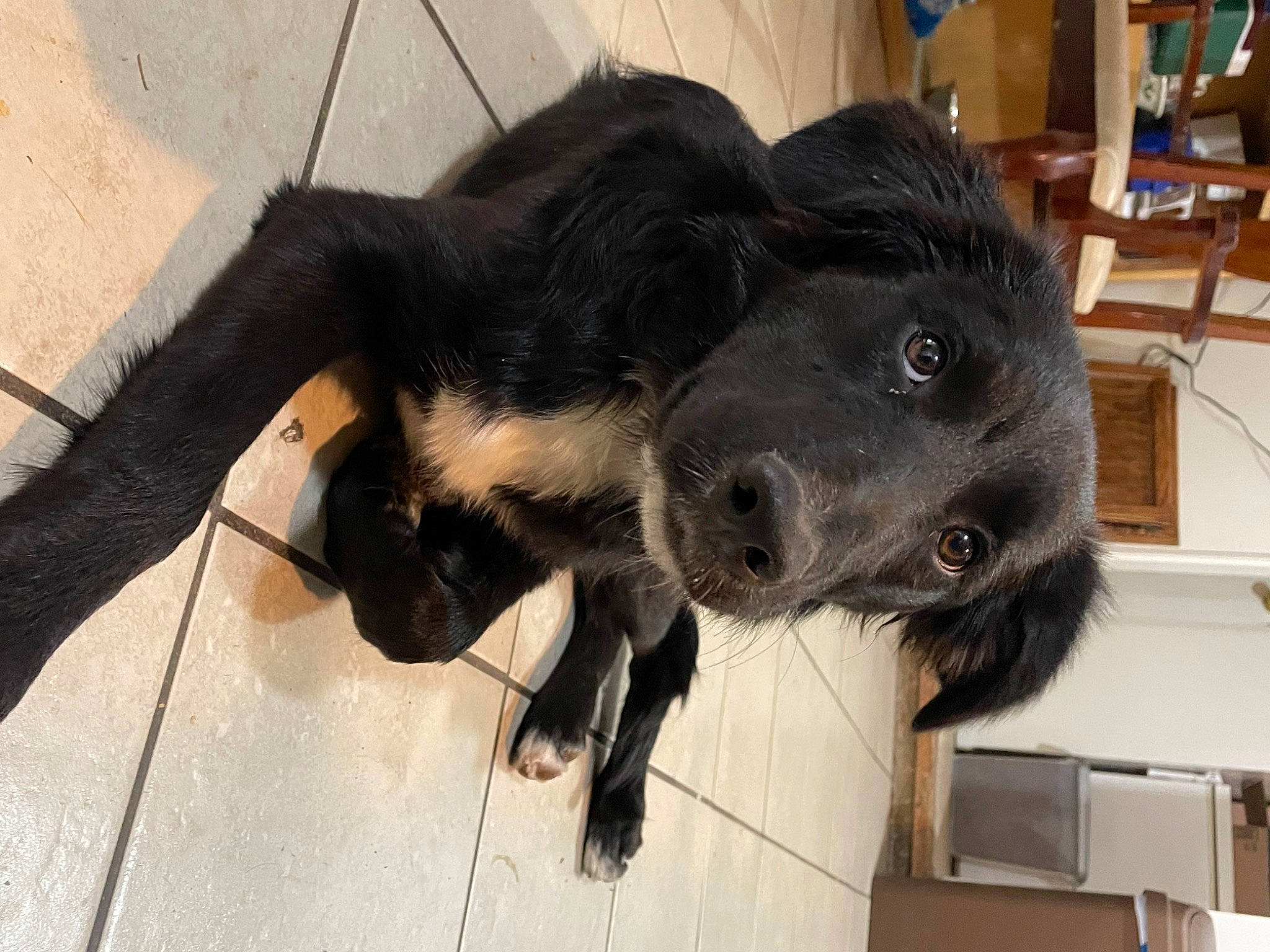 Willie joined the competition — help win amazing prizes! borador, canidae, carnivore, collar, companion_dog, dog, dog_breed, dog_collar, flooring, fur, guard_dog, liver, natural_material, retriever, shelf, snout, sporting_group, tail, whiskers, working_animal