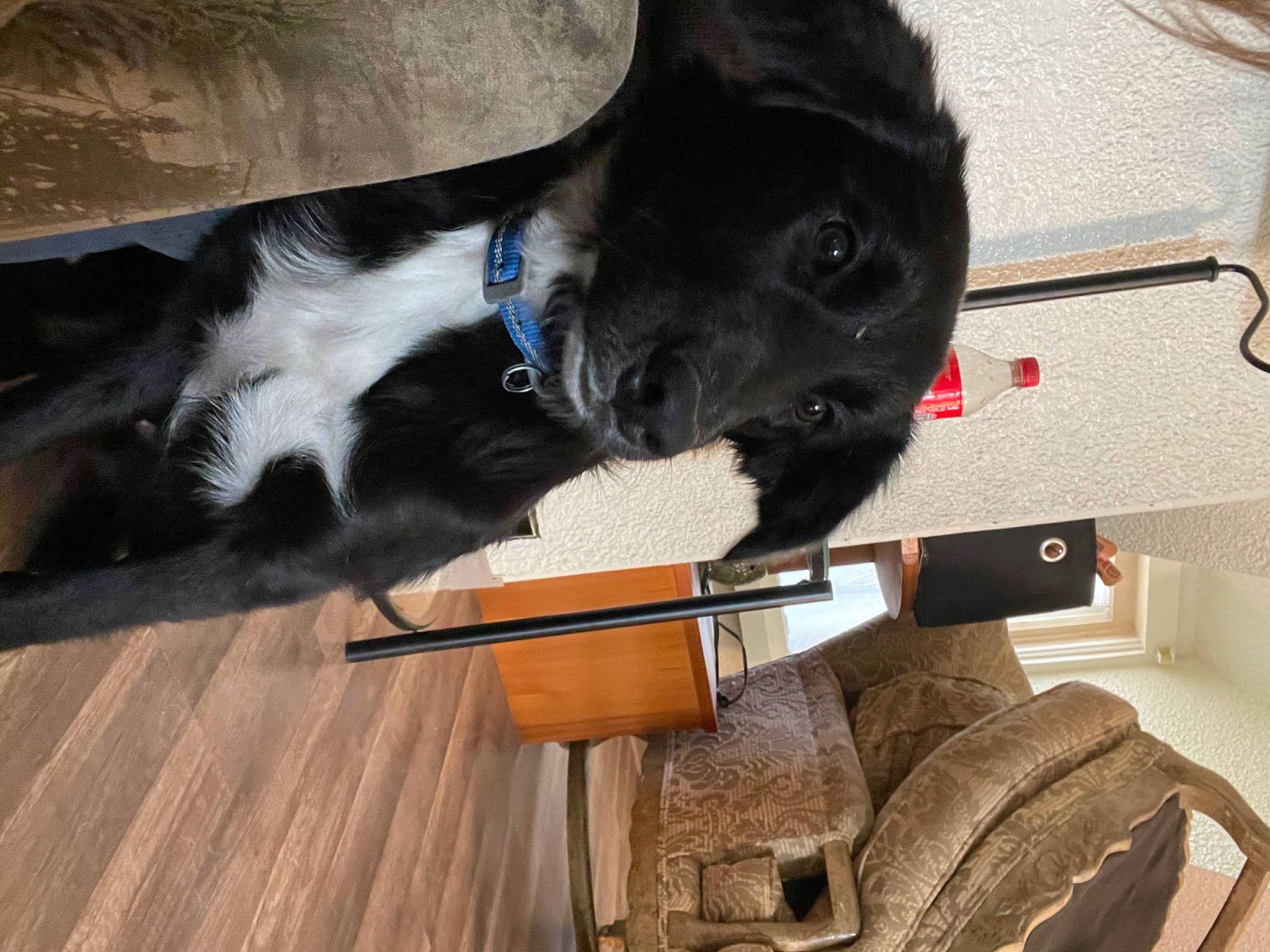 Willie is registered to the contest to win money with this photo: canidae, carnivore, collar, comfort, companion_dog, dog, dog_breed, dog_collar, fawn, flooring, fur, hardwood, liver, snout, sporting_group, tail, whiskers, wood, wood_stain, working_animal