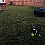 dog, tennis_ball, grass, backyard, fence, geese, pet, animal, outdoor, playing, yard, wooden_fence, greenery, daylight, nature, domestic_animal, mammal, bird, lawn, fun