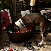 Tucker Lee is registered to the contest to win money with this photo: dog, toy, basket, collar, rug, blanket, candle, candlestick, frame, photograph, stone_wall, indoor, floor, decor, furniture, plant, Christmas, home, pet, curious