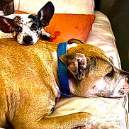 Milla Et Tito a rejoint le concours — aidez-le/la à gagner de superbes lots ! dog, two_dogs, couch, brown_dog, small_dog, blue_collar, resting, indoor, pet, animal, relaxing, orange_pillow, companion, fur, ears, face, close_up, domestic, friendly, cute