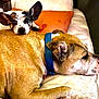 dog, two_dogs, couch, brown_dog, small_dog, blue_collar, resting, indoor, pet, animal, relaxing, orange_pillow, companion, fur, ears, face, close_up, domestic, friendly, cute