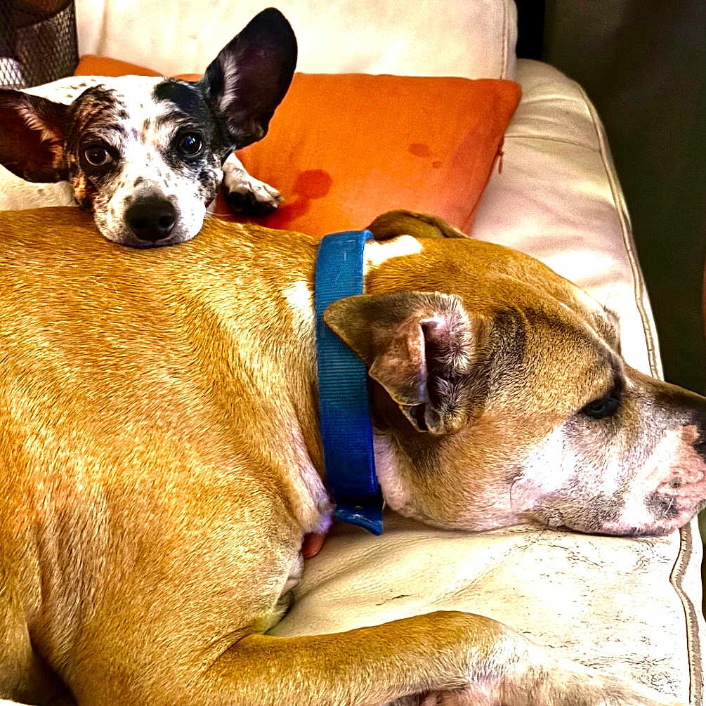 Milla Et Tito a rejoint le concours — aidez-le/la à gagner de superbes lots ! animal, blue_collar, brown_dog, close_up, companion, couch, cute, dog, domestic, ears, face, friendly, fur, indoor, orange_pillow, pet, relaxing, resting, small_dog, two_dogs