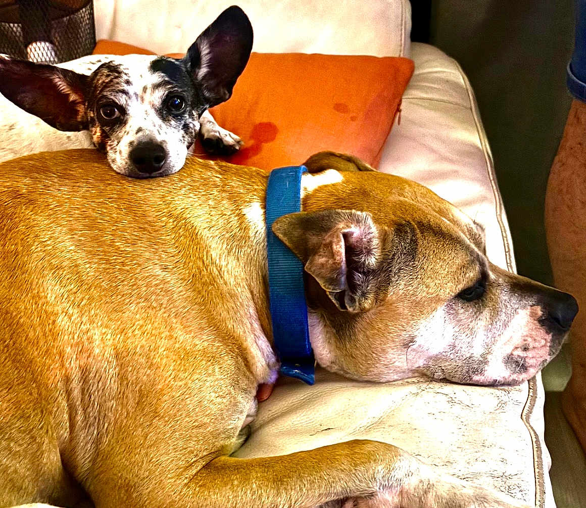 Milla Et Tito a rejoint le concours — aidez-le/la à gagner de superbes lots ! dog, two_dogs, couch, brown_dog, small_dog, blue_collar, resting, indoor, pet, animal, relaxing, orange_pillow, companion, fur, ears, face, close_up, domestic, friendly, cute