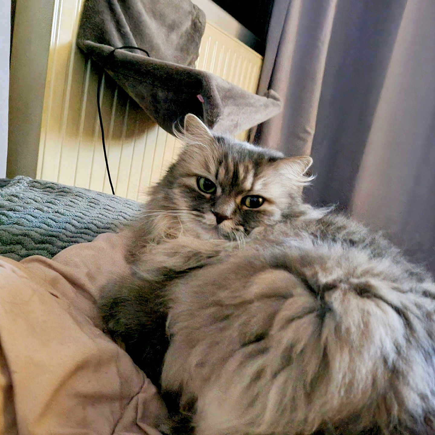 Mimi participe au concours pour gagner de l'argent avec cette photo : angora, animal, bed, bedroom, blanket, cat, chair, computer, couch, curtain, cushion, furniture, homedecor, indoors, kitten, linen, manx, pet, room, wood