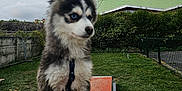 Happy a rejoint le concours — aidez-le/la à gagner de superbes lots ! animal, backyard, blue_eyes, clouds, cloudy_sky, curious, dog, fence, fur, grass, greenery, husky, leash, nature, outdoor, pet, puppy, ramp, sitting, young_dog