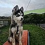 Happy a rejoint le concours — aidez-le/la à gagner de superbes lots ! dog, puppy, husky, blue_eyes, fur, outdoor, grass, fence, cloudy_sky, ramp, pet, animal, young_dog, nature, backyard, leash, curious, sitting, greenery, clouds