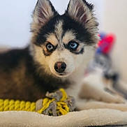 Happy a rejoint le concours — aidez-le/la à gagner de superbes lots ! puppy, dog, blue_eyes, fluffy, toy, rope, blanket, indoor, close_up, pet, cute, animal, laying, soft_texture, fur, adorable, young_dog, portrait, focused, background_blur