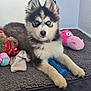 puppy, husky, dog, blue_eyes, toys, plush_toy, dog_bed, indoor, pet, animal, cute, fur, laying_down, looking_at_camera, young, collar, playful, cozy, resting, domestic