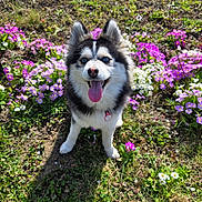 Happy participe au concours pour gagner de l'argent avec cette photo : blue_eyes, close_up, collar_tag, daisy, dog, flowers, fur, grass, greenery, happy, husky, nature, outdoor, pet, pink_flowers, portrait, sitting, smile, spring, tongue