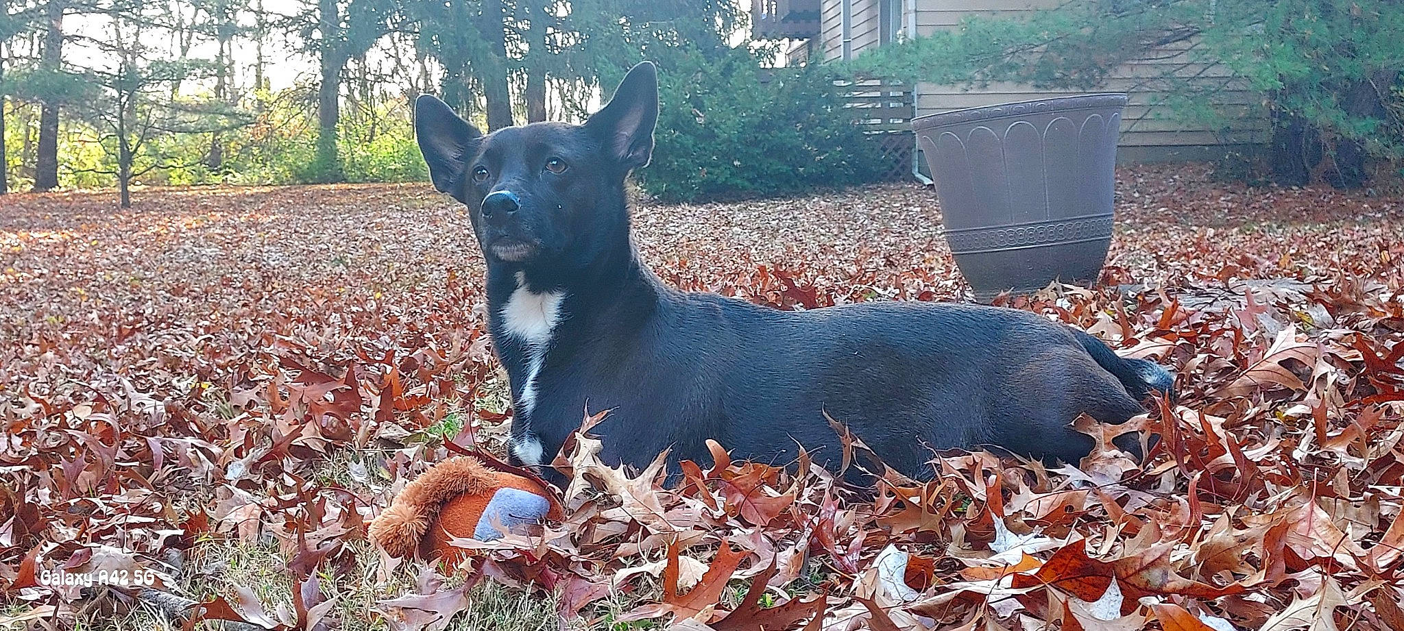 Josey is registered to the contest to win money with this photo: canidae, carnivore, collar, companion_dog, dog, dog_breed, dog_supply, eye, fawn, grass, guard_dog, herding_dog, plant, sporting_group, tail, terrestrial_animal, tree, waste_container, working_animal, working_dog