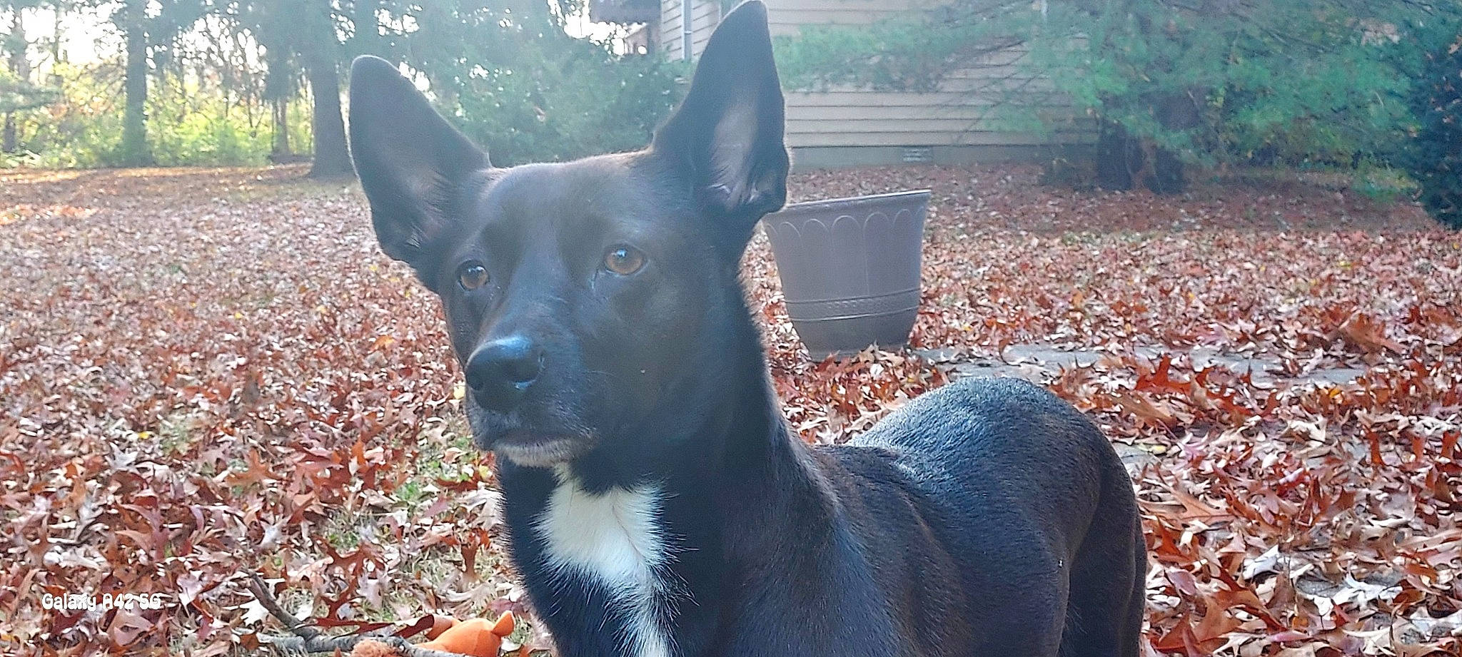 Josey is registered to the contest to win money with this photo: canidae, carnivore, collar, companion_dog, dog, dog_breed, fawn, fur, grass, guard_dog, herding_dog, hunting_dog, plant, snout, sporting_group, terrestrial_animal, tree, whiskers, working_animal, working_dog