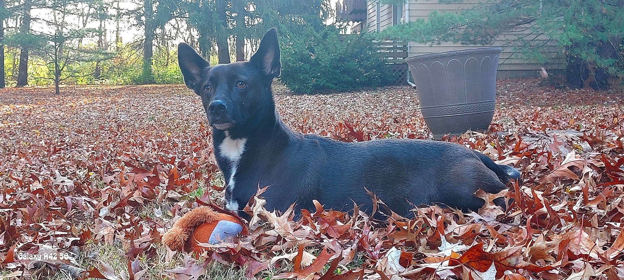 Josey is registered to the contest to win money with this photo: ancient_dog_breeds, australian_cattle_dog, canidae, carnivore, collar, companion_dog, dog, dog_breed, dog_supply, grass, guard_dog, herding_dog, hunting_dog, liver, non_sporting_group, plant, tail, terrestrial_animal, working_animal, working_dog