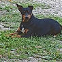 dog, canine, black_and_tan, lying_down, grass, gravel, outdoor, pet, animal, nature, ears_up, alert, muzzle, fur, ground, daylight, watching, resting, companion, vertebrate
