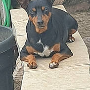Simba participe au concours pour gagner de l'argent avec cette photo : dog, black_and_tan, lying_down, bench, stone, outdoor, pet, animal, resting, garden, hose, ear_up, paw, fur, canine, looking_at_camera, quiet, daytime, closeup, relaxed