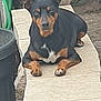 dog, black_and_tan, lying_down, bench, stone, outdoor, pet, animal, resting, garden, hose, ear_up, paw, fur, canine, looking_at_camera, quiet, daytime, closeup, relaxed