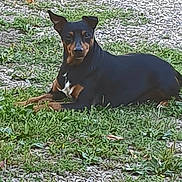 Rouquinet participe au concours pour gagner de l'argent avec cette photo : dog, canine, black_and_tan, lying_down, grass, gravel, outdoor, pet, animal, nature, ears_up, alert, muzzle, fur, ground, daylight, watching, resting, companion, vertebrate