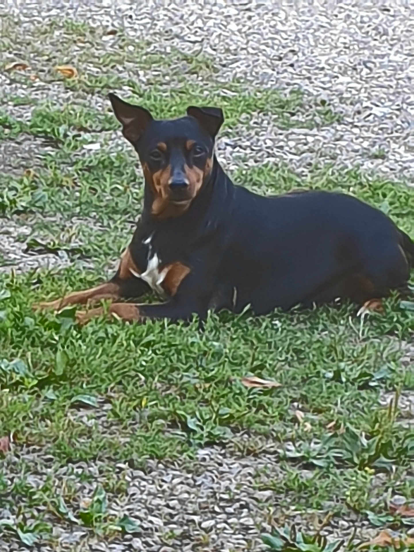 Rouquinet participe au concours pour gagner de l'argent avec cette photo : dog, canine, black_and_tan, lying_down, grass, gravel, outdoor, pet, animal, nature, ears_up, alert, muzzle, fur, ground, daylight, watching, resting, companion, vertebrate