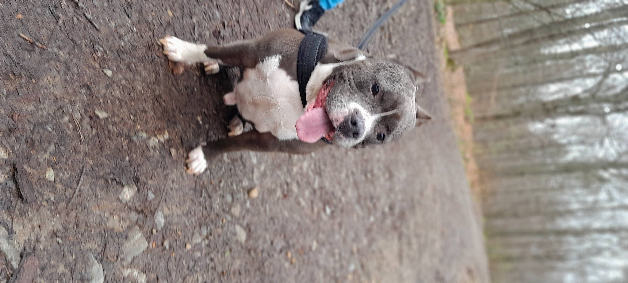 Zarko participe au concours pour gagner de l'argent avec cette photo : art, asphalt, brickwork, canidae, carnivore, collar, companion_dog, dog, dog_breed, dog_collar, dog_supply, fawn, leash, pet_supply, road_surface, sidewalk, soil, sporting_group, tail, working_animal