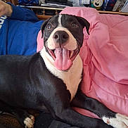 Ace joined the competition — help win amazing prizes! dog, puppy, black_and_white, tongue_out, happy, smiling, pet, bed, pink_blanket, indoor, can, shelf, person, paw, fur, face, nose, cute, playful, close_up