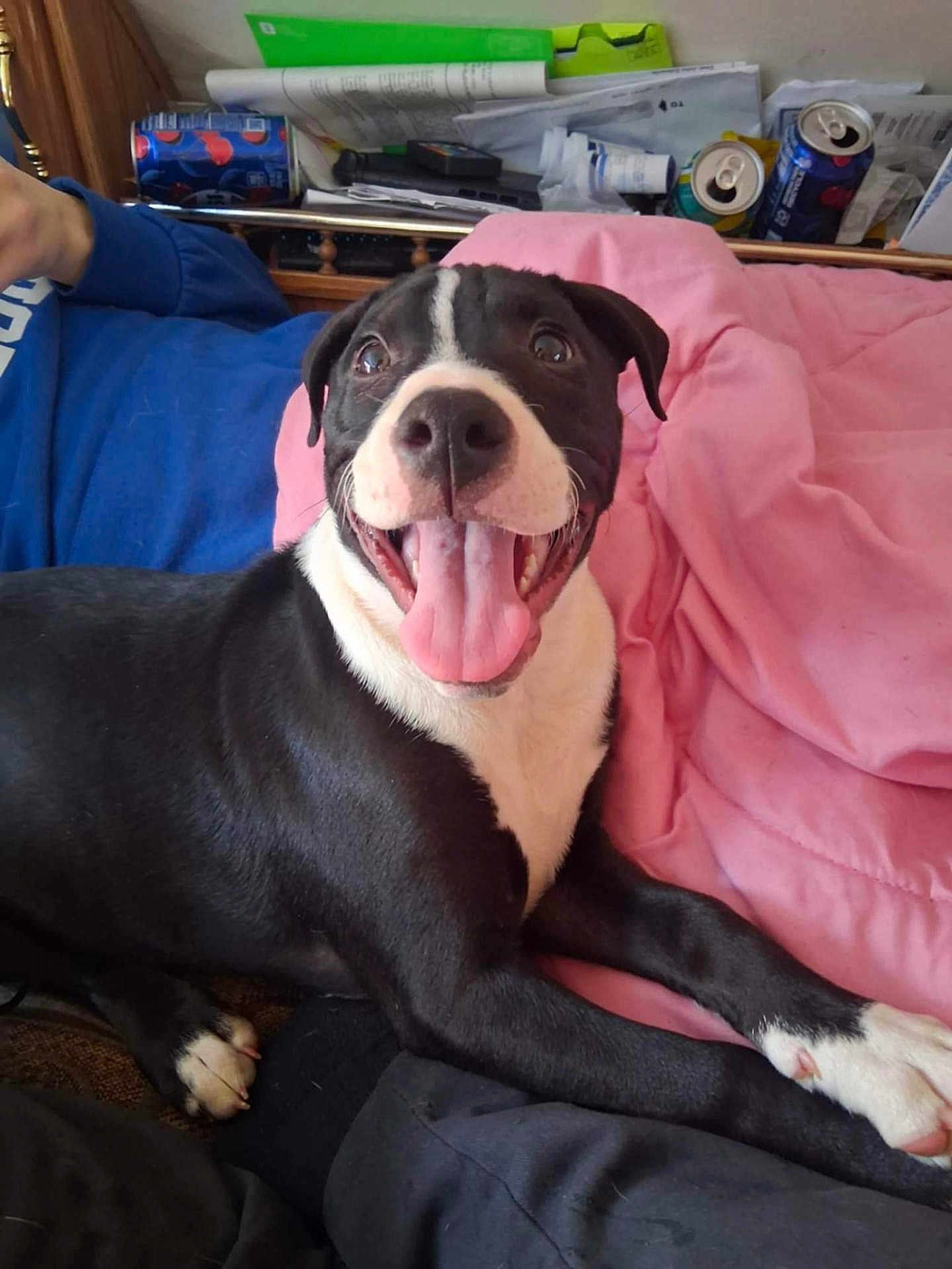 Ace joined the competition — help win amazing prizes! dog, puppy, black_and_white, tongue_out, happy, smiling, pet, bed, pink_blanket, indoor, can, shelf, person, paw, fur, face, nose, cute, playful, close_up