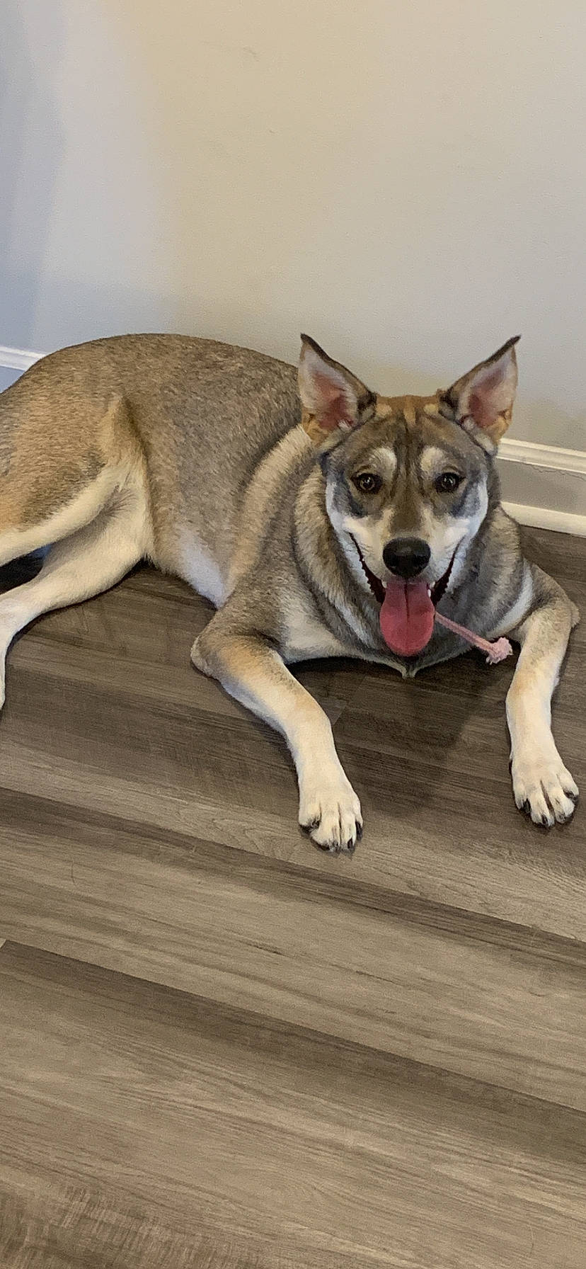 Blizzard joined the competition — help win amazing prizes! canidae, carnivore, companion_dog, dog, dog_breed, dog_supply, fawn, flooring, foot, fur, hardwood, paw, sitting, snout, sporting_group, tail, terrestrial_animal, wood, wood_flooring, working_dog