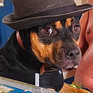 Cody a rejoint le concours — aidez-le/la à gagner de superbes lots ! animal, black, brown, canine, casual, daylight, dog, domestic, expressive_eyes, fedora, furniture, harness, hat, human_arm, indoor, looking_away, pet, portrait, table, window