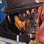 animal, black, brown, canine, casual, daylight, dog, domestic, expressive_eyes, fedora, furniture, harness, hat, human_arm, indoor, looking_away, pet, portrait, table, window