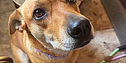 Goldie is registered to the contest to win money with this photo: dog, brown_dog, indoor, close_up, pet, animal, floor, armchair, wooden_furniture, cables, looking_up, ears, nose, fur, collar, tile_floor, hopeful, domestic, companion, curious