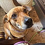 dog, brown_dog, indoor, close_up, pet, animal, floor, armchair, wooden_furniture, cables, looking_up, ears, nose, fur, collar, tile_floor, hopeful, domestic, companion, curious