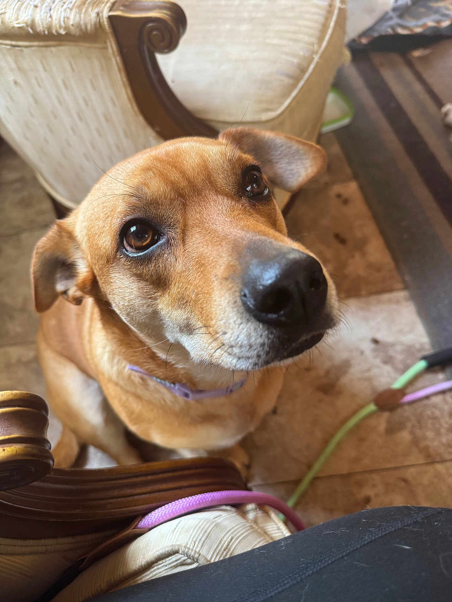 Goldie is registered to the contest to win money with this photo: dog, brown_dog, indoor, close_up, pet, animal, floor, armchair, wooden_furniture, cables, looking_up, ears, nose, fur, collar, tile_floor, hopeful, domestic, companion, curious