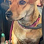 Goldie is registered to the contest to win money with this photo: dog, pet, car_interior, leash, collar, toy, stuffed_animal, brown_dog, sitting, alert, closeup, animal, seat, window, human, backseat, domestic_animal, companion, cute, indoor