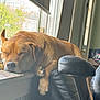 Goldie joined the competition — help win amazing prizes! dog, sleeping, windowsill, indoor, brown_dog, office_chair, paw, window, daylight, relaxed, furniture, resting, pet, calm, cozy, animal, home, napping, sunlight, quiet