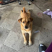 Goldie is registered to the contest to win money with this photo: dog, tan_dog, carpet, indoor, pet, lying_down, footwear, slide_sandal, white_sock, chair, clutter, purple_toy, plastic_bottle, headband, floor, looking_at_camera, pet_cage, furniture, messy_room, curious_expression