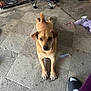 dog, tan_dog, carpet, indoor, pet, lying_down, footwear, slide_sandal, white_sock, chair, clutter, purple_toy, plastic_bottle, headband, floor, looking_at_camera, pet_cage, furniture, messy_room, curious_expression