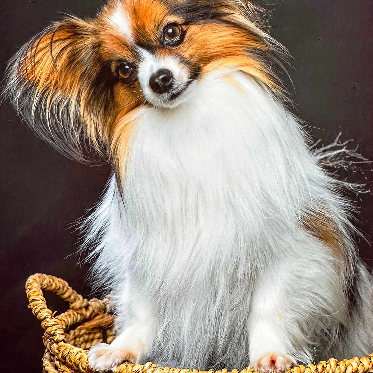 Rubis participe au concours pour gagner de l'argent avec cette photo : animal, basket, canine, cockerspaniel, dog, papillon, pet, puppy