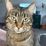 Muskie joined the competition — help win amazing prizes! cat, tabby, close_up, indoor, whiskers, green_eyes, pet, feline, animal, portrait, fur, ears, nose, face, domestic_cat, sitting, home, living_room, plant, furniture