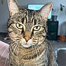 cat, tabby, close_up, indoor, whiskers, green_eyes, pet, feline, animal, portrait, fur, ears, nose, face, domestic_cat, sitting, home, living_room, plant, furniture