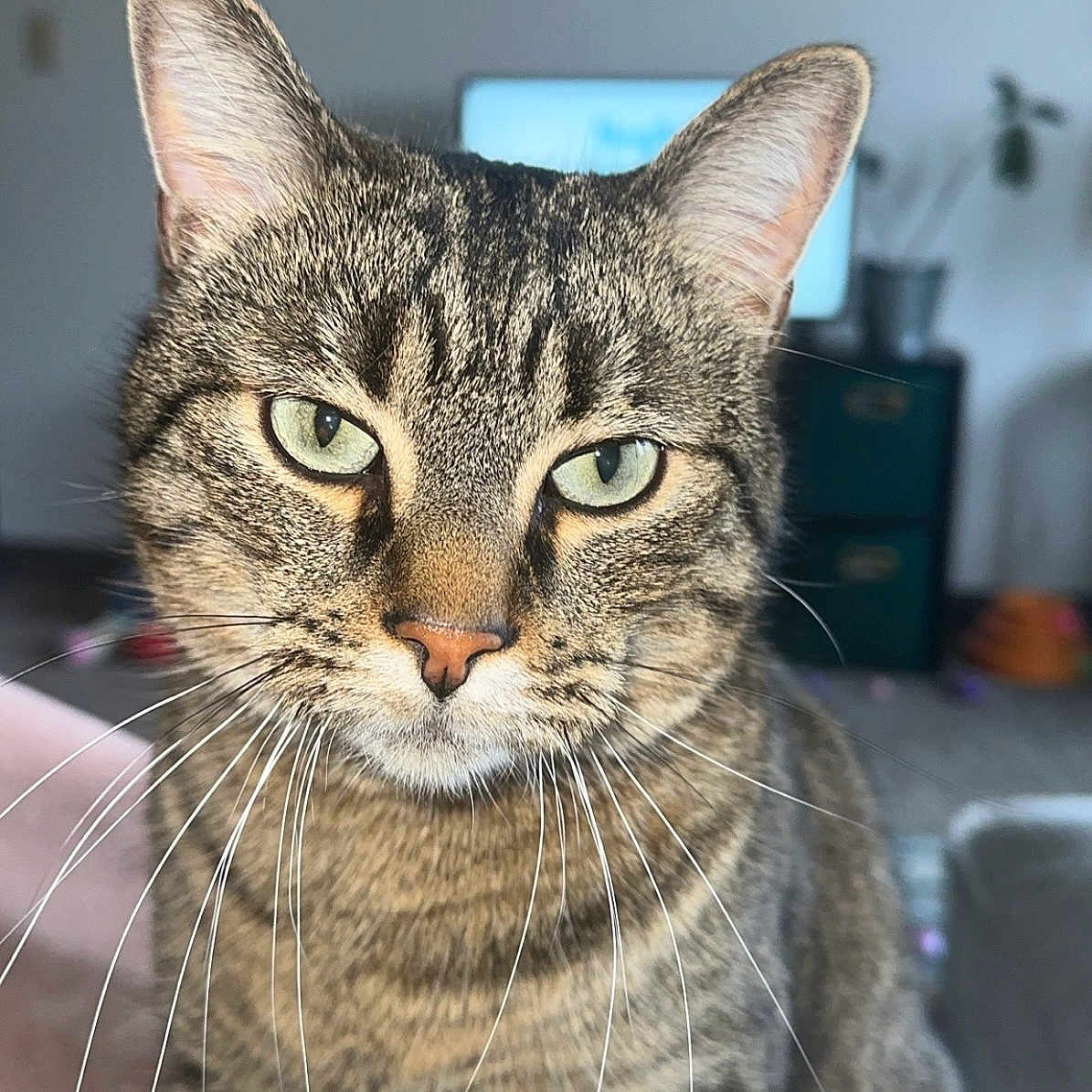 Muskie joined the competition — help win amazing prizes! cat, tabby, close_up, indoor, whiskers, green_eyes, pet, feline, animal, portrait, fur, ears, nose, face, domestic_cat, sitting, home, living_room, plant, furniture