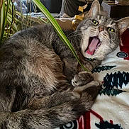 Toby is registered to the contest to win money with this photo: animal, blanket, cat, christmas_trees, closeup, cozy, domestic_cat, fur, gray_cat, holiday_theme, houseplant, indoor, paws, pet, red_truck, relaxed, sleepy, tabby, whiskers, yawning