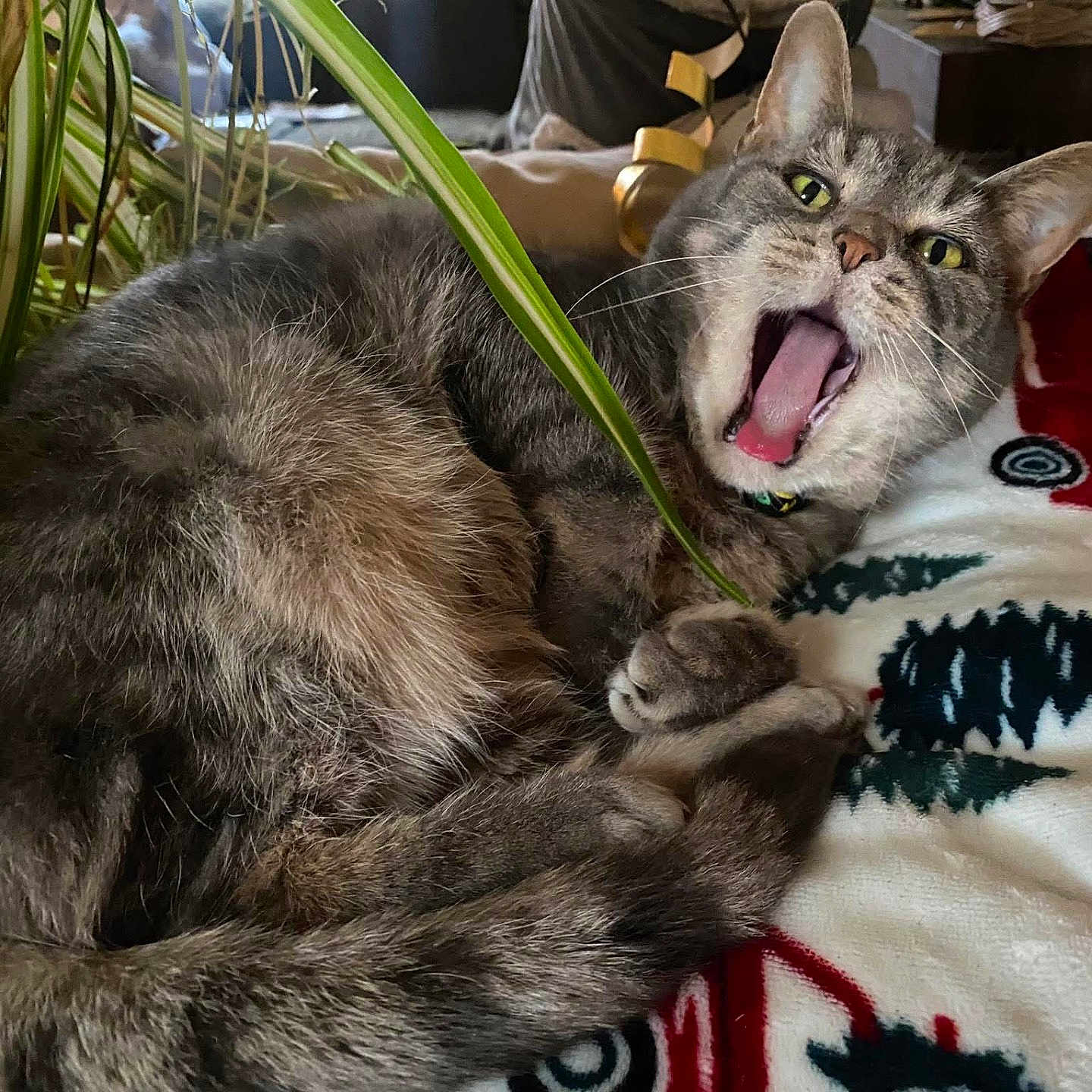 Toby is registered to the contest to win money with this photo: animal, blanket, cat, christmas_trees, closeup, cozy, domestic_cat, fur, gray_cat, holiday_theme, houseplant, indoor, paws, pet, red_truck, relaxed, sleepy, tabby, whiskers, yawning