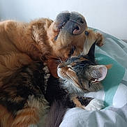 Naya a rejoint le concours — aidez-le/la à gagner de superbes lots ! animal, bed, calico_cat, cat, cozy, cute, dog, domestic, friendship, fur, golden_retriever, indoor, mammal, nose, paw, pet, relaxing, sleeping, snuggling, whiskers