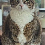 Daisy Doodles joined the competition — help win amazing prizes! animal, cat, closeup, cozy, curious, ears, eyes, feline, fur, furniture, household, indoor, paws, pet, sitting, soft_background, striped, tabby, whiskers, white_chest